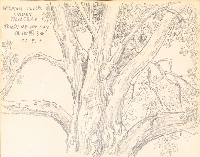 藏品:虎、獅、花、鳥、大峽谷、山豬、老樹幹019的(11)張圖片