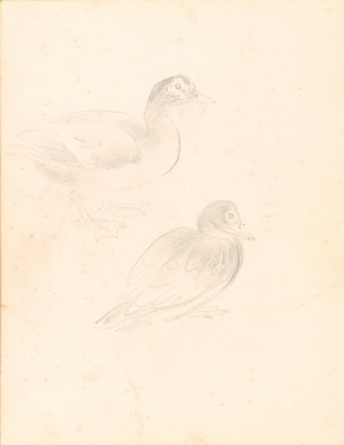 藏品:泰國苗族、鷹、鶴、鴨、猿、虎、豬、海岸等020的(25)張圖片