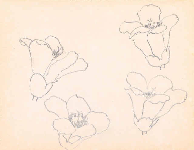 藏品:美國紐約之旅、臺北市立動物園、海景等寫生集的(31)張圖片