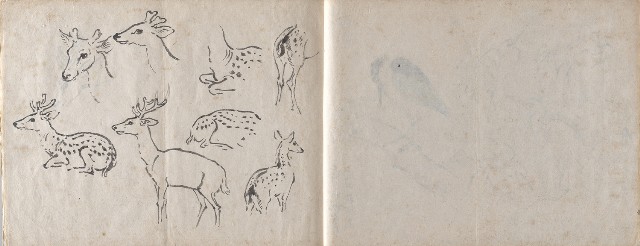 藏品:美國威斯康辛、圓山動物園寫生集的(9)張圖片