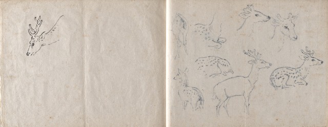 藏品:美國威斯康辛、圓山動物園寫生集的(10)張圖片