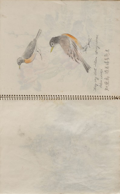 藏品:美國夏威夷、威斯康新、舊金山及臺灣桃園慈湖、溪頭等地寫生集的(6)張圖片