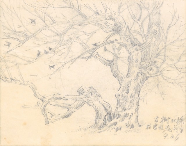 藏品:1975-1980年間威尼斯康新、溪頭、野生動物園等地025的(11)張圖片