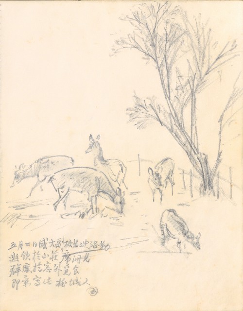 藏品:1975-1980年間威尼斯康新、溪頭、野生動物園等地025的(14)張圖片