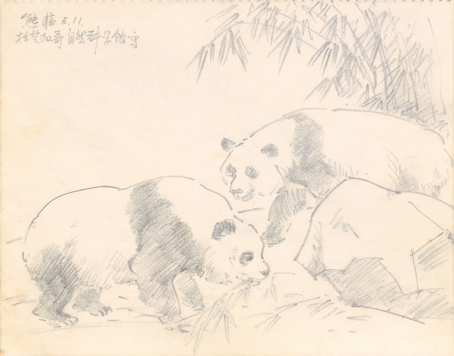 藏品:1975-1980年間威尼斯康新、溪頭、野生動物園等地025的(16)張圖片
