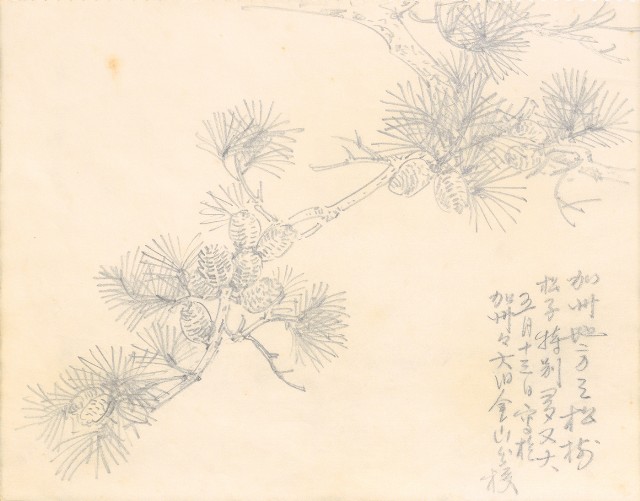 藏品:1975-1980年間威尼斯康新、溪頭、野生動物園等地025的(20)張圖片