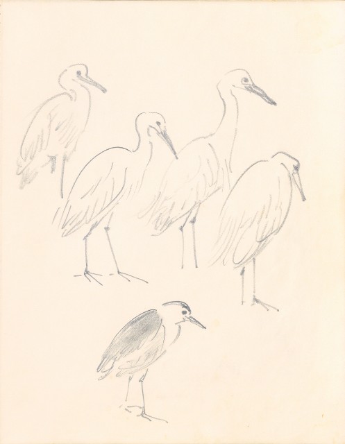 藏品:1975-1980年間威尼斯康新、溪頭、野生動物園等地025的(36)張圖片