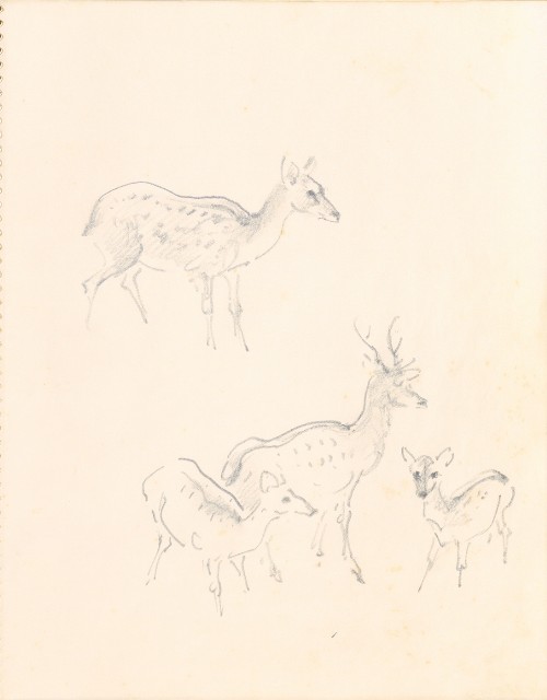 藏品:1975-1980年間威尼斯康新、溪頭、野生動物園等地025的(39)張圖片