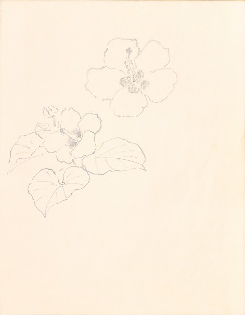 藏品:1975-1980年間威尼斯康新、溪頭、野生動物園等地025的(41)張圖片