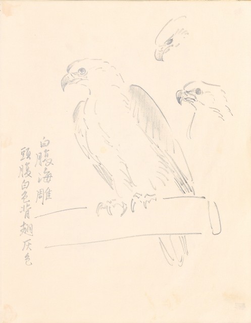 藏品:1975-1980年間威尼斯康新、溪頭、野生動物園等地025的(42)張圖片