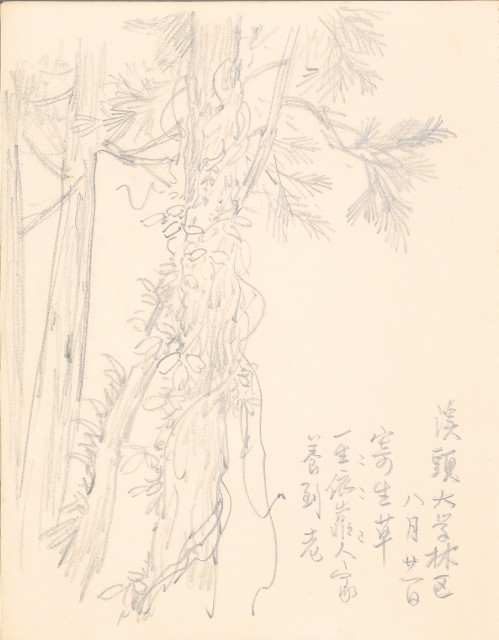 藏品:1975-1980年間威尼斯康新、溪頭、野生動物園等地025的(45)張圖片