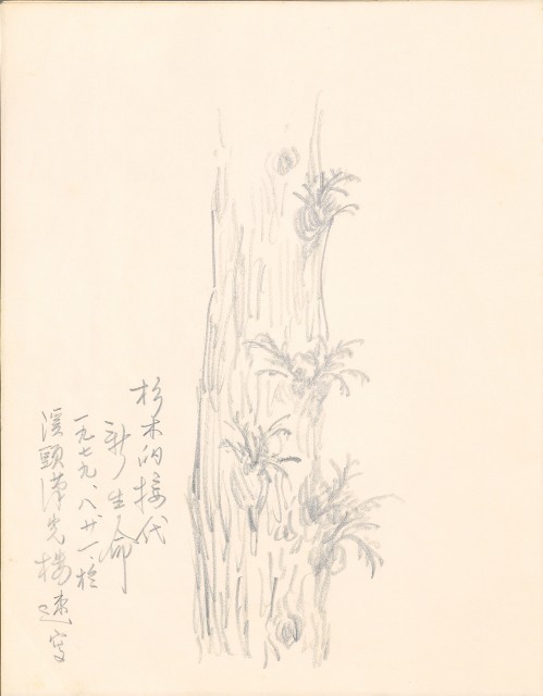 藏品:1975-1980年間威尼斯康新、溪頭、野生動物園等地025的(46)張圖片