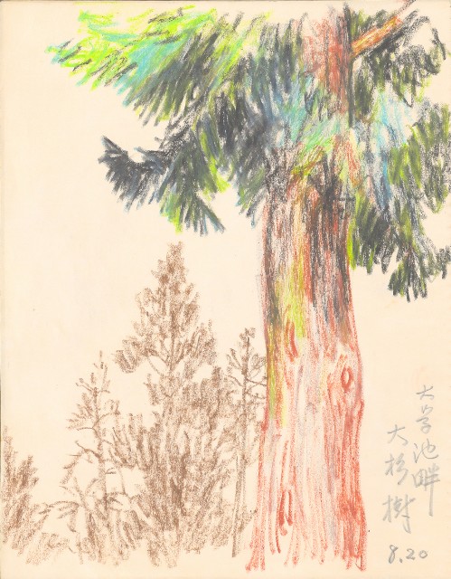 藏品:1975-1980年間威尼斯康新、溪頭、野生動物園等地025的(49)張圖片