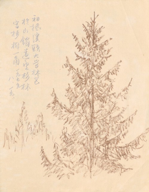 藏品:1975-1980年間威尼斯康新、溪頭、野生動物園等地025的(50)張圖片