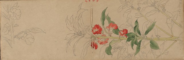 藏品:1930年代景觀、植物、動物、人物寫生集的(6)張圖片
