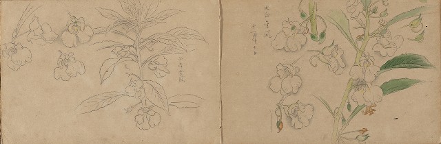 藏品:1930年代景觀、植物、動物、人物寫生集的(7)張圖片