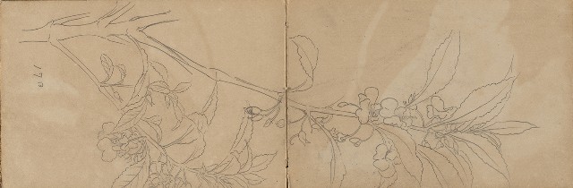 藏品:1930年代景觀、植物、動物、人物寫生集的(8)張圖片