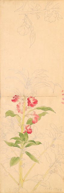 藏品:1930年代植物、動物、人物寫生集的(9)張圖片