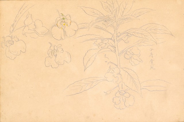 藏品:1930年代植物、動物、人物寫生集的(10)張圖片