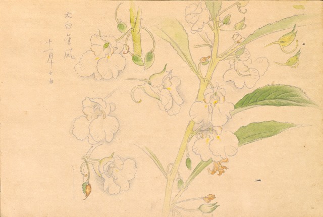 藏品:1930年代植物、動物、人物寫生集的(11)張圖片