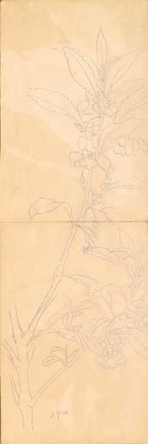 藏品:雞、花、鄉村、荷葉、木棉花等026的(12)張圖片