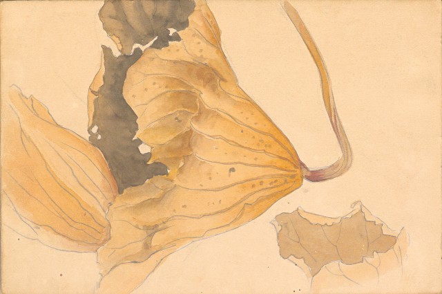 藏品:1930年代植物、動物、人物寫生集的(13)張圖片