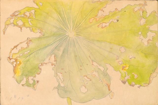 藏品:雞、花、鄉村、荷葉、木棉花等026的(14)張圖片