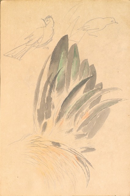 藏品:1930年代植物、動物、人物寫生集的(22)張圖片