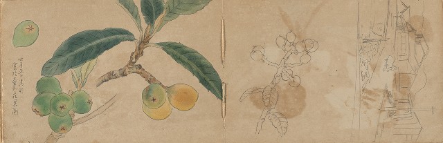 藏品:1930年代景觀、植物、動物、人物寫生集的(22)張圖片