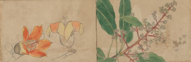 藏品:1930年代景觀、植物、動物、人物寫生集的(23)張圖片