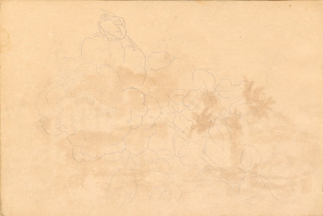 藏品:雞、花、鄉村、荷葉、木棉花等026的(23)張圖片