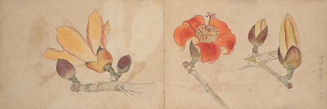 藏品:1930年代景觀、植物、動物、人物寫生集的(24)張圖片