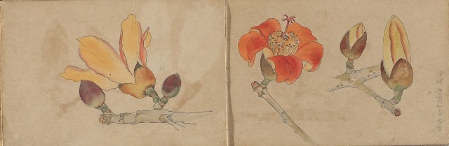 藏品:1930年代景觀、植物、動物、人物寫生集的(24)張圖片