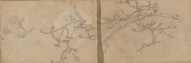 藏品:1930年代植物、動物、人物寫生集的(25)張圖片