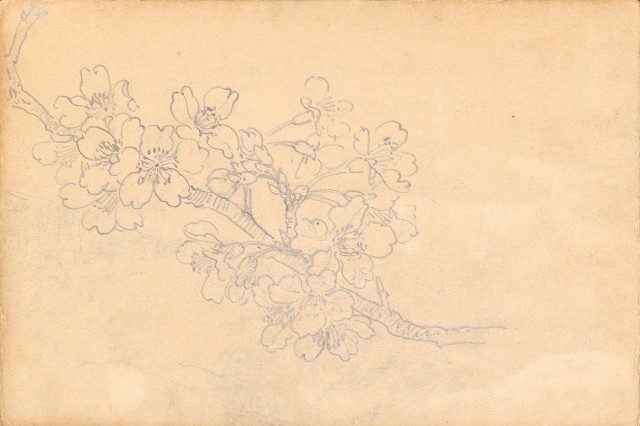 藏品:1930年代植物、動物、人物寫生集的(29)張圖片