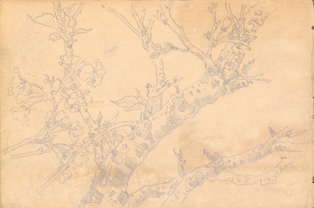 藏品:雞、花、鄉村、荷葉、木棉花等026的(31)張圖片