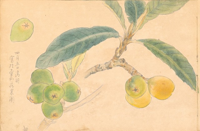 藏品:1930年代植物、動物、人物寫生集的(36)張圖片