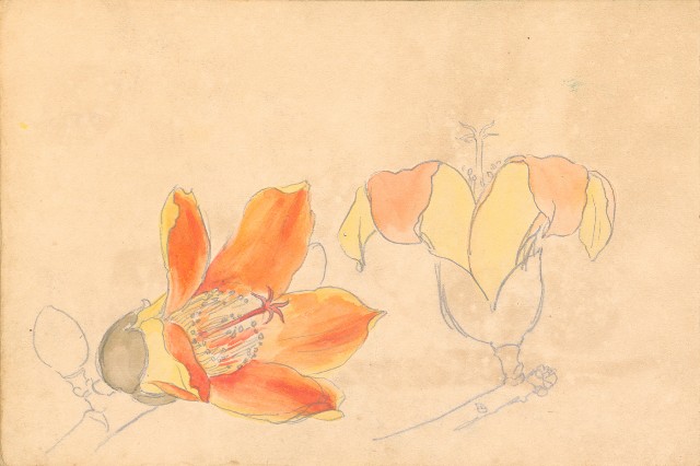 藏品:1930年代植物、動物、人物寫生集的(38)張圖片