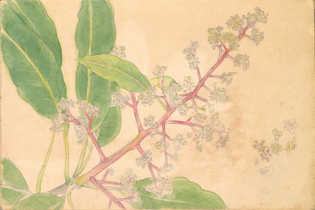 藏品:雞、花、鄉村、荷葉、木棉花等026的(39)張圖片