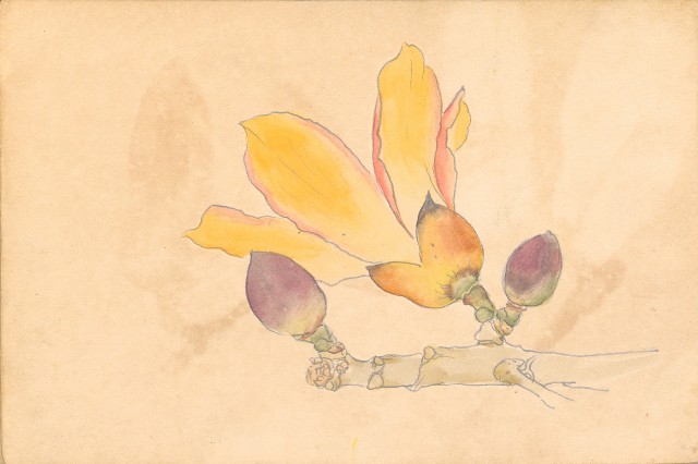 藏品:1930年代植物、動物、人物寫生集的(40)張圖片