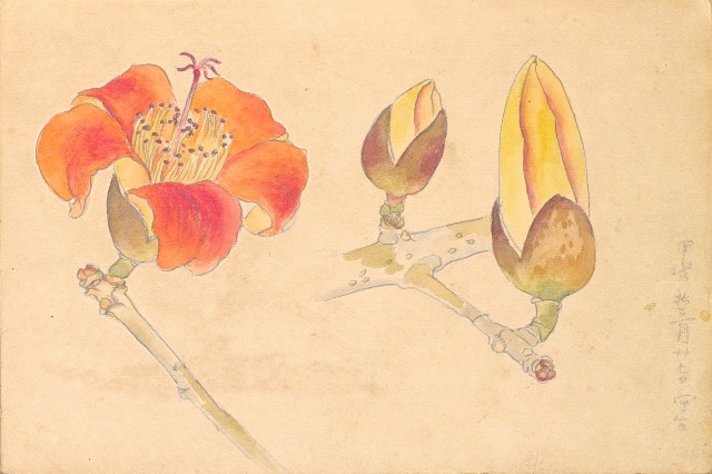 藏品:1930年代植物、動物、人物寫生集的(41)張圖片