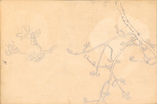 藏品:1930年代植物、動物、人物寫生集的(42)張圖片