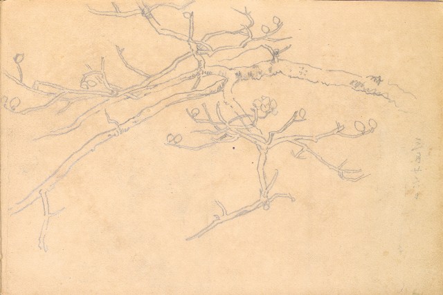 藏品:1930年代植物、動物、人物寫生集的(43)張圖片