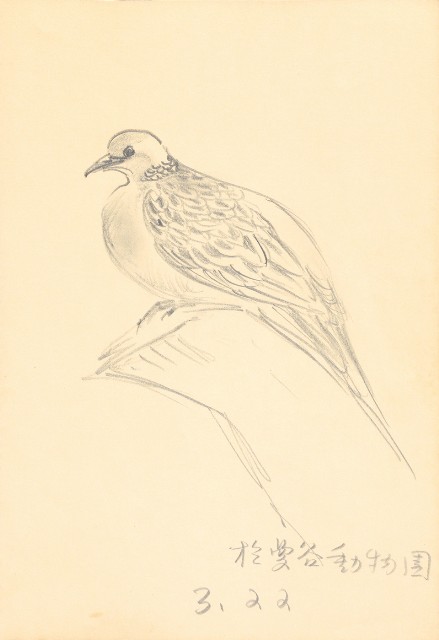 藏品:曼谷水市、鳥、神戶、猿、虎、新加坡等027的(4)張圖片