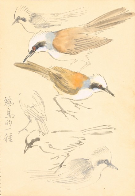 藏品:曼谷水市、鳥、神戶、猿、虎、新加坡等027的(6)張圖片