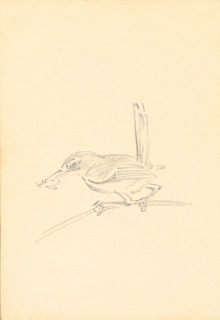 藏品:曼谷水市、鳥、神戶、猿、虎、新加坡等027的(16)張圖片