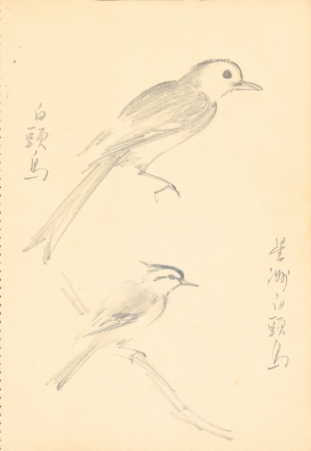 藏品:曼谷水市、鳥、神戶、猿、虎、新加坡等027的(17)張圖片