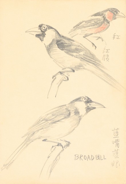 藏品:曼谷水市、鳥、神戶、猿、虎、新加坡等027的(20)張圖片