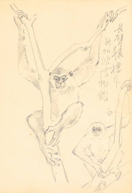 藏品:曼谷水市、鳥、神戶、猿、虎、新加坡等027的(22)張圖片