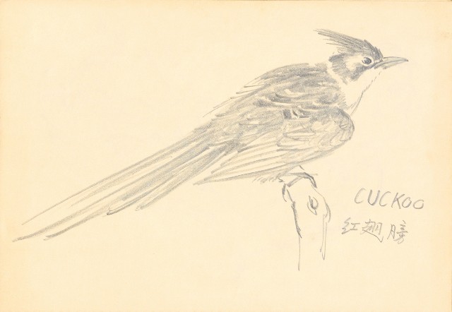 藏品:曼谷水市、鳥、神戶、猿、虎、新加坡等027的(24)張圖片